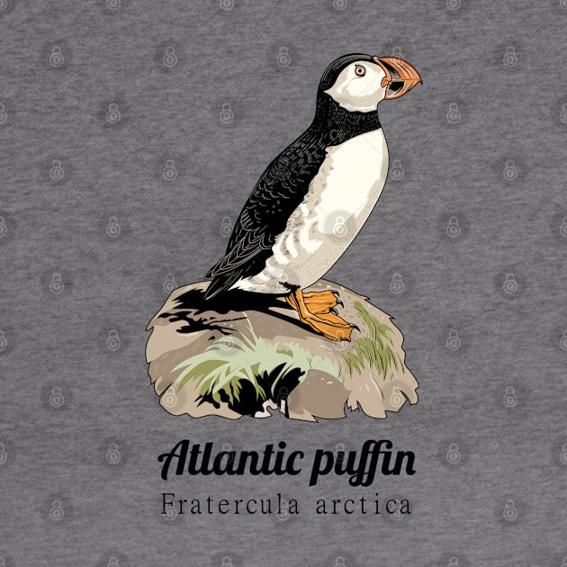 Atlantic puffin by Frajtgorski